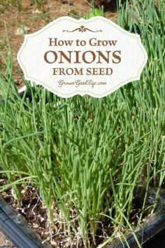 
                    
                        How to Grow Onions from Seed | Grow a Good Life | Onions can be planted from transplants, sets, or started from seed inside under grow lights. Growing onions from seed opens up a wide diversity of shapes, flavors, sizes, and colors to grow.
                    
                