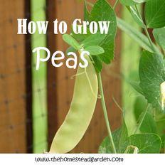 
                    
                        How to Grow Peas
                    
                