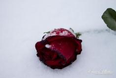 
                    
                        Red rose in snow
                    
                