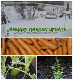 
                    
                        January Garden Update - winter growing experience in Zone 3
                    
                