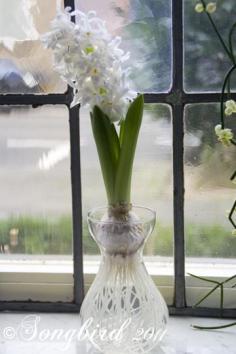 
                    
                        How to grow hyacinths on water. www.songbirdblog.com
                    
                