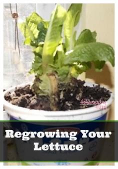 
                    
                        Regrowing your lettuce is a  quick, easy, and super cheap way to have lettuce all year round fresh!  It's super easy to do as well! The Homesteading Hippy #homesteadinghippy #fromthefarm #gardening
                    
                