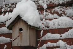 
                    
                        Bird-box in the snow
                    
                