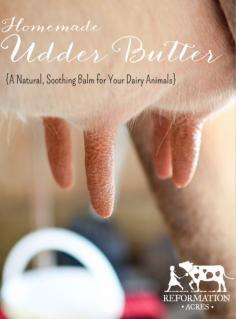 
                    
                        How to spoil your dairy cows or goats (or your hard working hands) with a homemade, DIY Udder Butter
                    
                