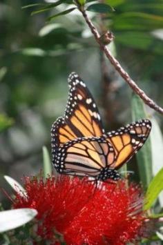 
                    
                        The Homestead Survival | Help Save The Monarch From Extinction | thehomesteadsurvi...
                    
                