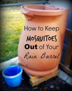 
                    
                        Greneaux Gardens: How to Keep Mosquitoes from Breeding in Your Rain Barrel Spring brings mosquitoes to the rain barrels, but this easy trick will keep them away NATURALLY!
                    
                