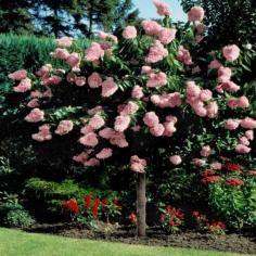 
                    
                        Live Pink Diamond Hydrangea Tree - For Green Thumbs Only on Joss & Main
                    
                