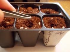 
                    
                        Do you want to know how to start seeds indoors? #gardening #starting seeds www.piercepondero...
                    
                