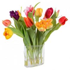 
                    
                        Faux Assorted Tulip, New Growth Designs - Vibrant & Verdant on Joss & Main
                    
                