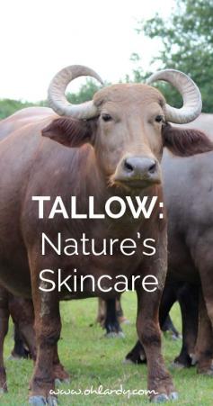 
                    
                        Using Tallow to soften your skin.  It is an amazing product.  Nature's Skincare!  Right now Buffalo Girl GrassFed Beauty is offering Oh Lardy readers 10% off her awesome tallow skin care products!  Click here to get the coupon code!
                    
                