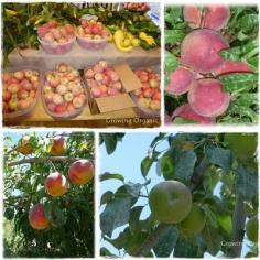 
                    
                        Growing Organic : Orchard Chores and Spray Scheduale
                    
                
