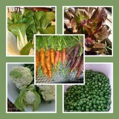 
                    
                        Growing Organic : Meet the "Cool Crops" of Spring!
                    
                