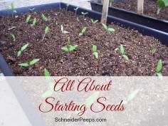 
                    
                        SchneiderPeeps - Learn how, why and when to start seeds for the best garden. ever.
                    
                