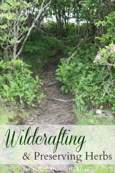 
                    
                        Wildcrafting & Preserving Herbs -- Learn how to forage and preserve your own herbs from the wild.
                    
                