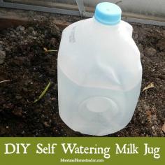 
                    
                        Making a homemade self watering milk jug is an easy DIY project that can be completed in just a few minutes. It works great for deep watering garden plants | Montana Homesteader
                    
                