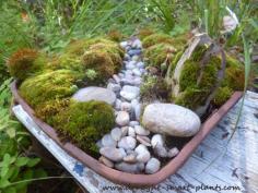 
                    
                        Miniature Moss Garden - a tiny dry streambed, less than a foot square
                    
                