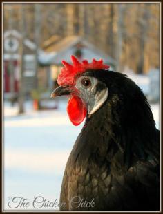 
                    
                        Black White Faced Spanish hen (Margarita)
                    
                