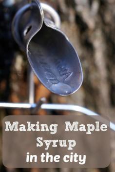 
                    
                        Making Maple Syrup in the City
                    
                