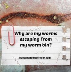 
                    
                        Why are my vermicomposting worms escaping from my worm bin? Find out why and how to stop it from happening! | Montana Homesteader
                    
                