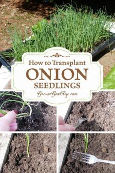 
                    
                        How to Transplant Onion Seedlings | Grow a Good Life | Onions grow best in loose, fertile soil that drains well. Select a growing location that receives full sun or six or more hours of direct sunlight per day. Amend with compost to add nutrients and organic material to aid with drainage. To transplant, remove the seedlings carefully from the container ...
                    
                