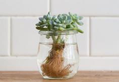 
                    
                        How-To: Propagating Succulents in The BLOG at Terrain. Cute little tutorial
                    
                