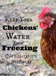 
                    
                        Frustrated with your chickens' water constantly freezing during the winter months? Here are some old fashioned ways to keep your chickens' water from freezing.    How To Keep Your Chickens' Water From Freezing | areturntosimplici...
                    
                