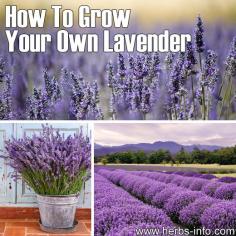
                    
                        Lavender is a very popular evergreen herb that is native to the Mediterranean, South-western Europe and neighbouring parts of Africa and Asia. It has been in use for millennia as [...]
                    
                