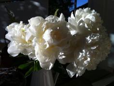 
                    
                        We love the drama of these peonies! We're gearing up for another photo shoot. #yellowpearpress.com #sanfranciscopublishing #lisamcguinness
                    
                