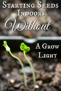 
                    
                        Starting Seeds Indoors Without A Grow Light | areturntosimplici...
                    
                