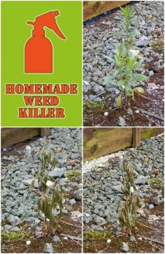 
                    
                        Homemade Weed Killer
                    
                