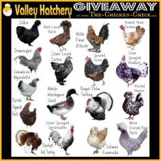 
                    
                        Valley Hatchery baby chick giveaway at www.The-Chicken-C...
                    
                