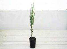 
                    
                        Cold weather container plant - Skyrocket Juniper can withstand the cold on a front porch in a properly sized container
                    
                