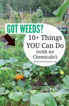 
                    
                        Got WEEDS? 10+ Ways to Get Rid of Weeds (with no chemicals!)
                    
                
