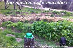 
                    
                        Permaculture (permanent agriculture) is an ethical, sustainable food system. Learn how one family is transforming their own land and helping to teach others
                    
                