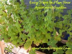 
                    
                        Easy Steps to Plan your Apartment Garden
                    
                