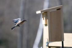 
                    
                        Five Tips for Nesting box Success
                    
                