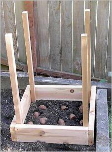 
                    
                        Grow 100 lbs. Of Potatoes In 4 Square Feet: {How To}
                    
                