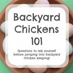 
                    
                        Backyard Chickens 101 - Questions to ask yourself before jumping into chicken keeping ::: Ever Growing Farm
                    
                