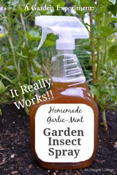 
                    
                        Easy to make and use, homemade garlic-mint garden insect spray was tested on badly attacked basil plants & a vine and worked with only 2 applications!
                    
                