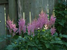 
                    
                        Pink Astilbe are shade-loving plants for the garden
                    
                