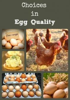 
                    
                        Describes the methods used to produce typical commercial, cage free, free range, organic, and farmstead eggs; and how this impacts the quality of the eggs.
                    
                