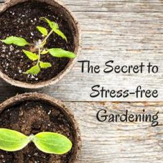 
                    
                        The Secret to Stress-Free Gardening: BrownThumbMama.com
                    
                