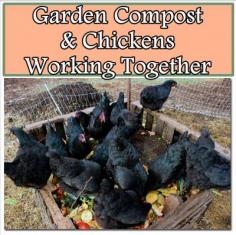 
                    
                        The Homestead Survival | Garden Compost and Chickens Working Together | thehomesteadsurvi... Homesteading
                    
                