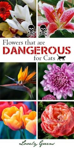 
                    
                        Some flowers used by florists are toxic to cats - Lilies being the most poisonous! Learn more about which ones to avoid in bouquets for cat owners #cats
                    
                
