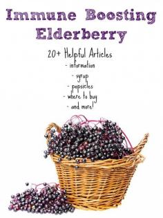 
                    
                        Immune Boosting Elderberry - 20+ Articles
                    
                