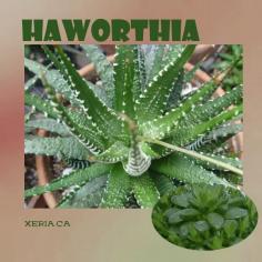 
                    
                        Haworthia - the jewels of the succulent world
                    
                