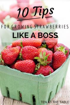 
                    
                        10 Tips For Growing Strawberries {Like A Boss}
                    
                