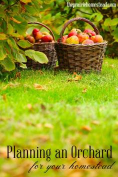 
                    
                        planning an orchard for your homestead
                    
                