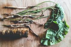 
                    
                        Possibly All You Ever Wanted to Know About Horseradish! — Seattle Urban Farm Company
                    
                