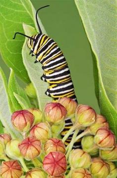 
                    
                        Lend a hand to monarchs by adding this plant to your garden.
                    
                